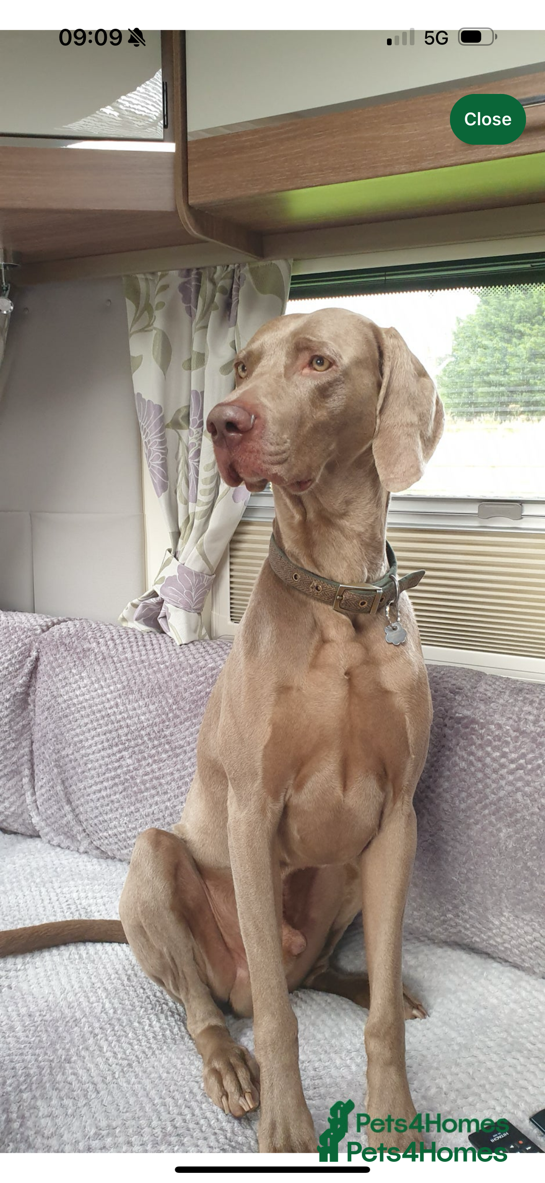Weimaraner dogs for sale: ✨KC Reg Pups from Champion Bloodlines ✨ - Image 9