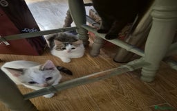 Mixed Breed cats for sale: Kittens for sale - Image 1