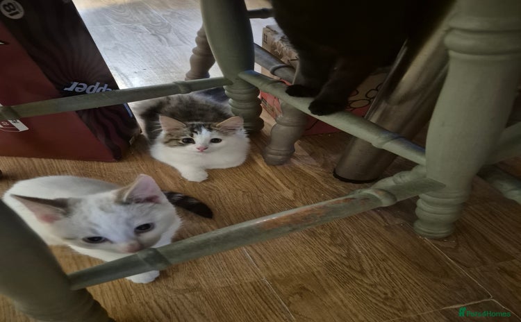 Mixed Breed cats - Advert 12