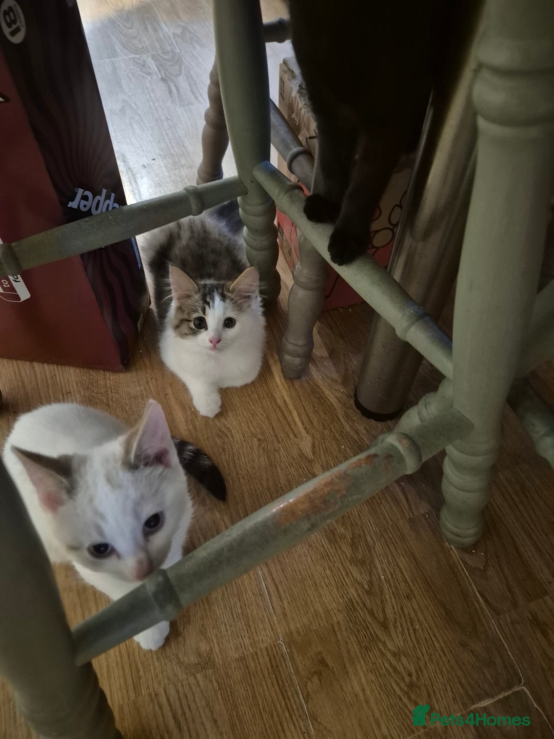 Mixed Breed cats for sale: Kittens for sale - Image 1