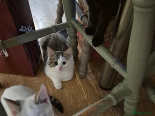 Mixed Breed cats for sale - Advert 1