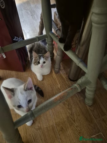 Mixed Breed cats - Advert 3