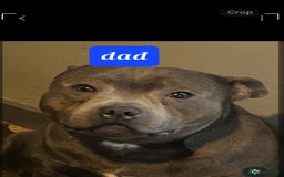 Staffordshire Bull Terrier dogs for sale: Lovely puppy  in Coventry - Image 6