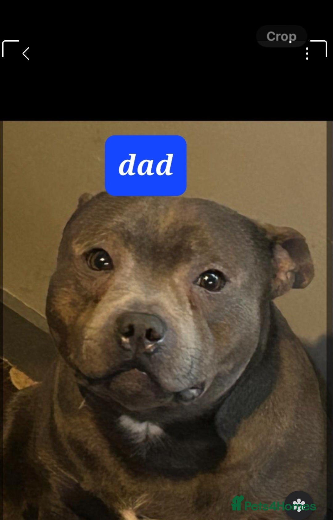 Staffordshire Bull Terrier dogs for sale: Lovely puppy  in Coventry - Image 6
