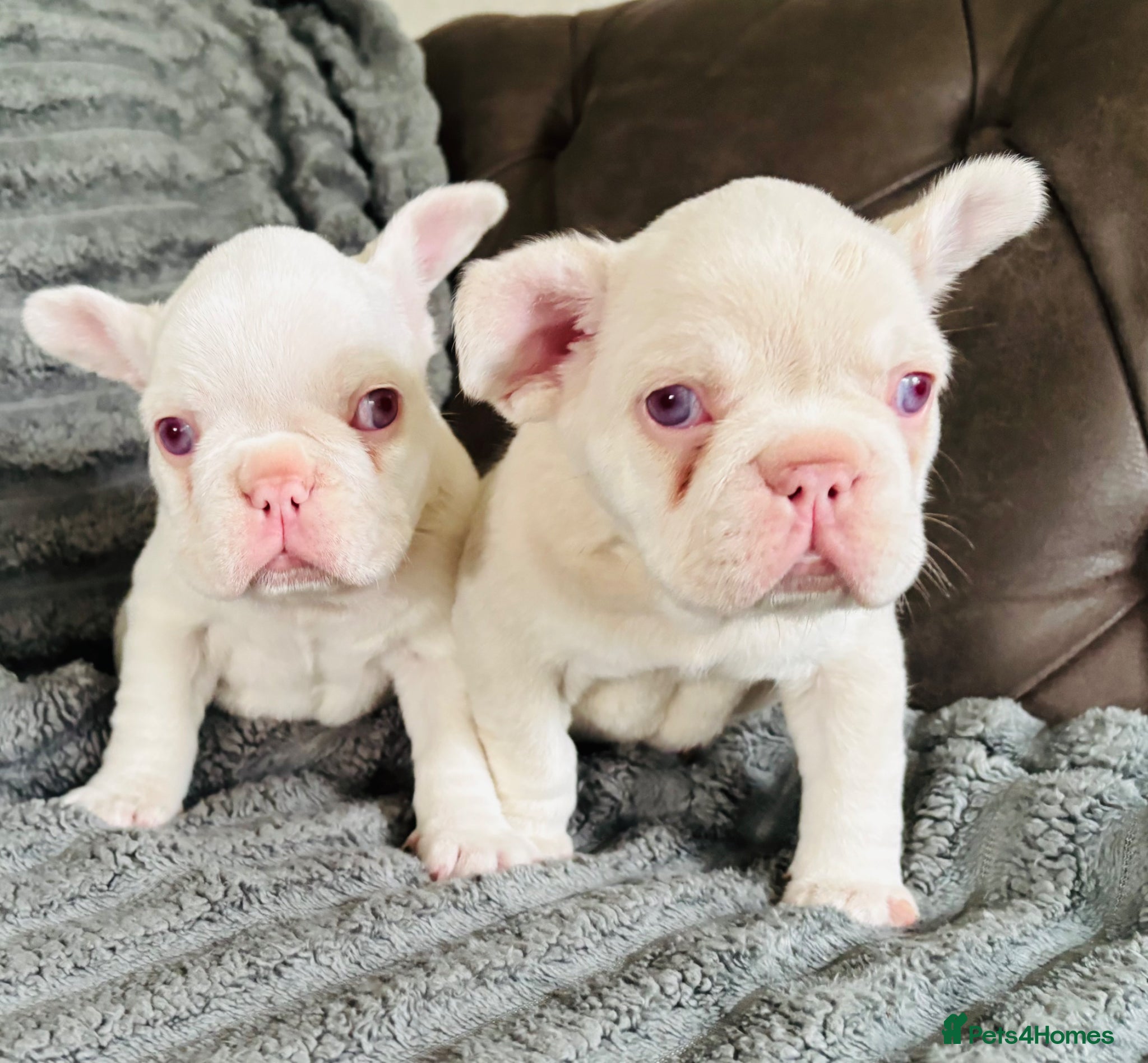 French Bulldog dogs French Bulldog Puppies KC registered  - Advert 3
