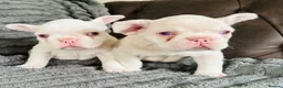 French Bulldog dogs for sale: French Bulldog Puppies KC registered  - Advert 11