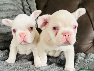 French Bulldog dogs French Bulldog Puppies KC registered - Advert 5