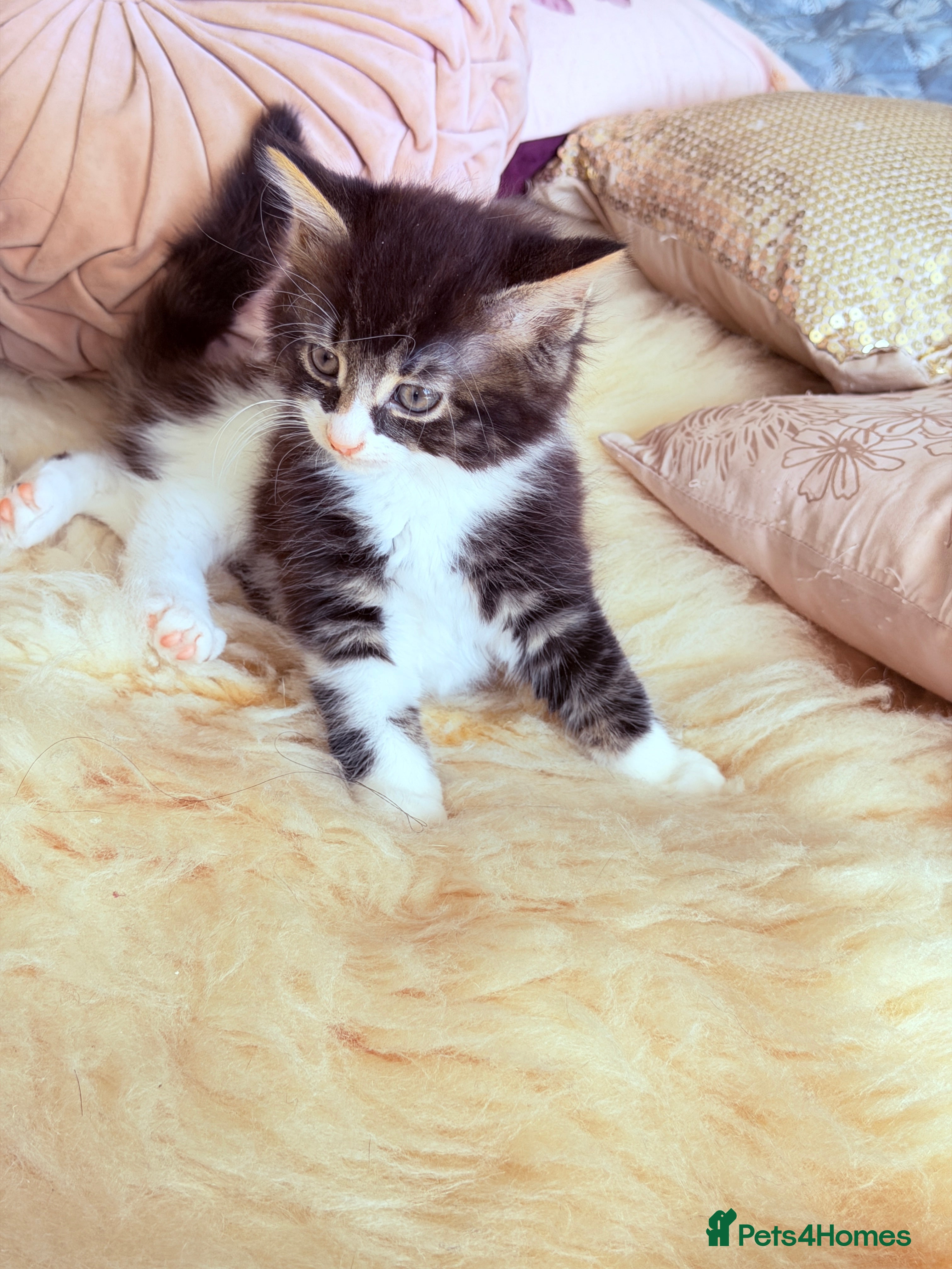 British Shorthair cats Stunning British Tabby Kittens – Ready April 4th - Advert 2