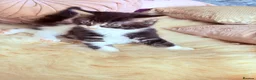 Domestic Shorthair cats for sale: Stunning British Tabby Kittens – Ready April 4th - Advert 16