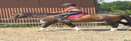 English Thoroughbred horses for sale: Super safe teenagers dream  - Advert 21