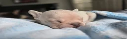 French Bulldog dogs for sale: Beautiful KC French Bulldog Puppy  - Advert 12