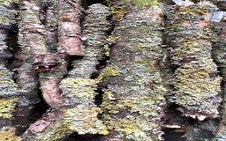 Mixed Breed invertebrates for sale: Isopods and dry goods available!  - Image 10