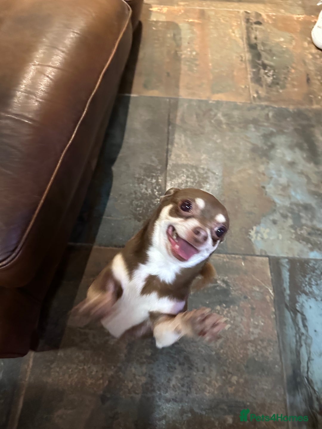 Chihuahua dogs for sale: 2 Lovely Little Boys - Advert 8