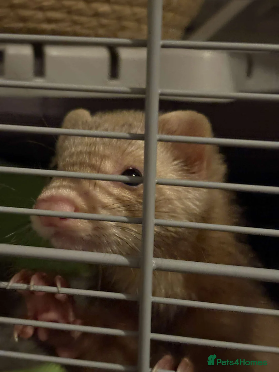 Ferret rodents for sale: ferret for sale under a year old. price negotiable - Advert 5