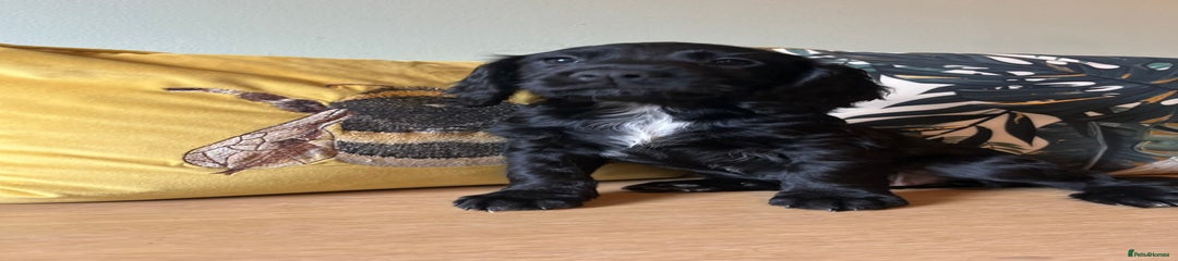 Sprocker Puppy 1