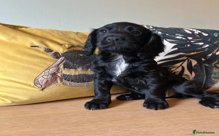 Sprocker dogs - Advert 1