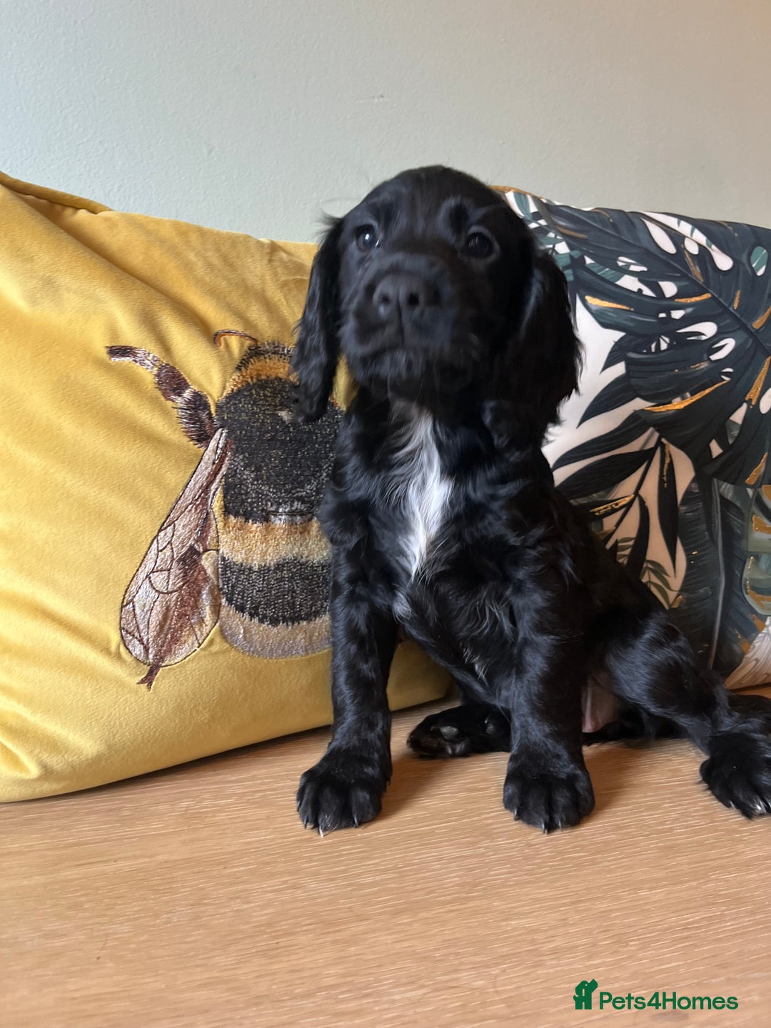 Sprocker dogs for sale: Sprocker Puppies - Image 1