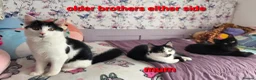 Mixed Breed cats for sale: One male and one female kitten available  - Advert 6