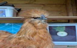 Chickens poultry for sale: Gorgeous Silkie Boy - Image 3