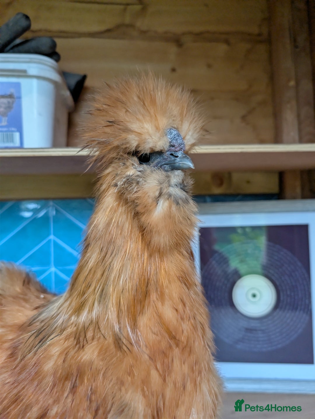 Chickens poultry for sale: Gorgeous Silkie Boy - Image 3