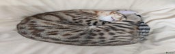 Savannah cats for sale: Savannah Cat - Advert 2