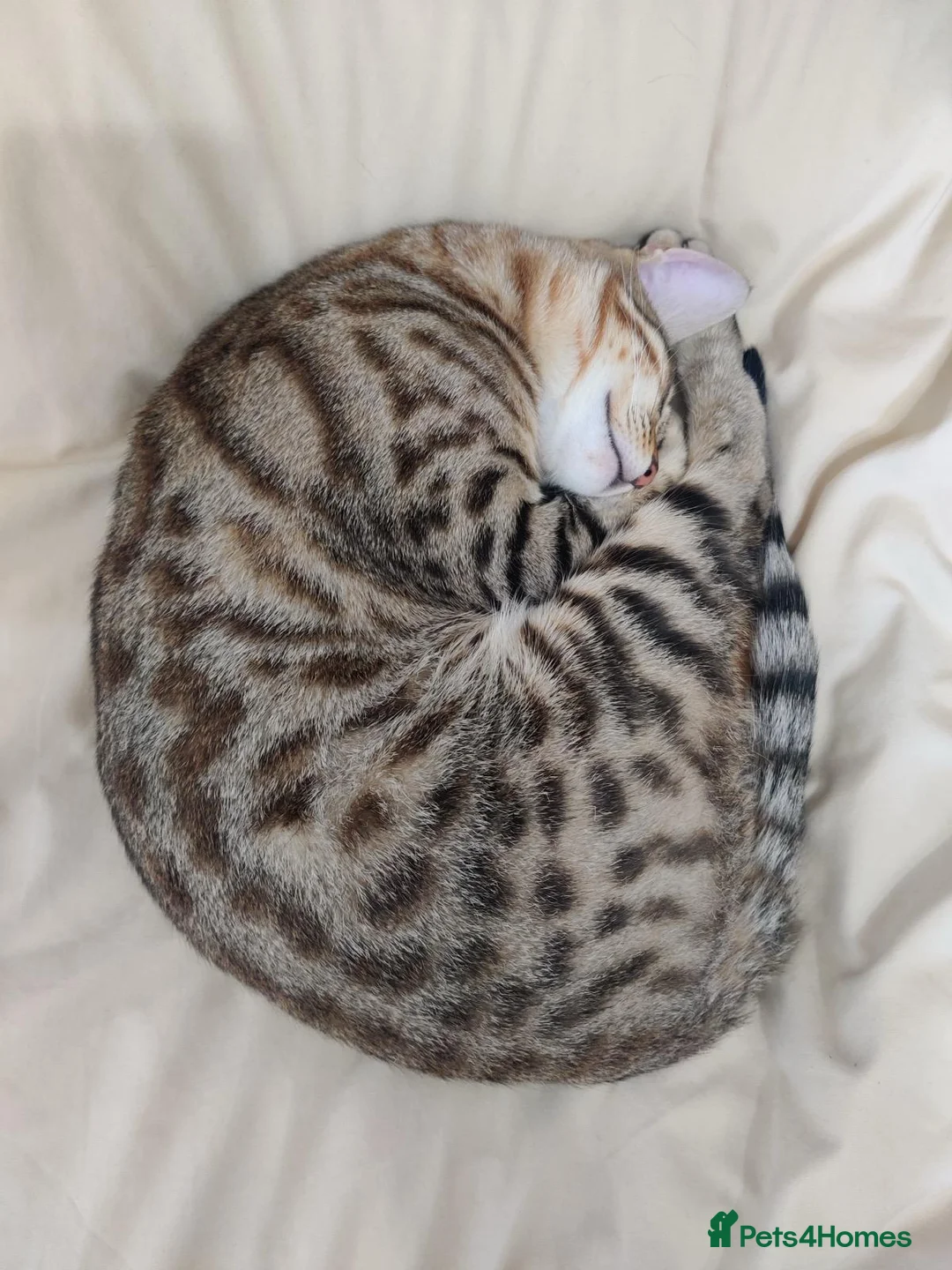 Savannah cats for sale: Savannah Cat - Advert 2