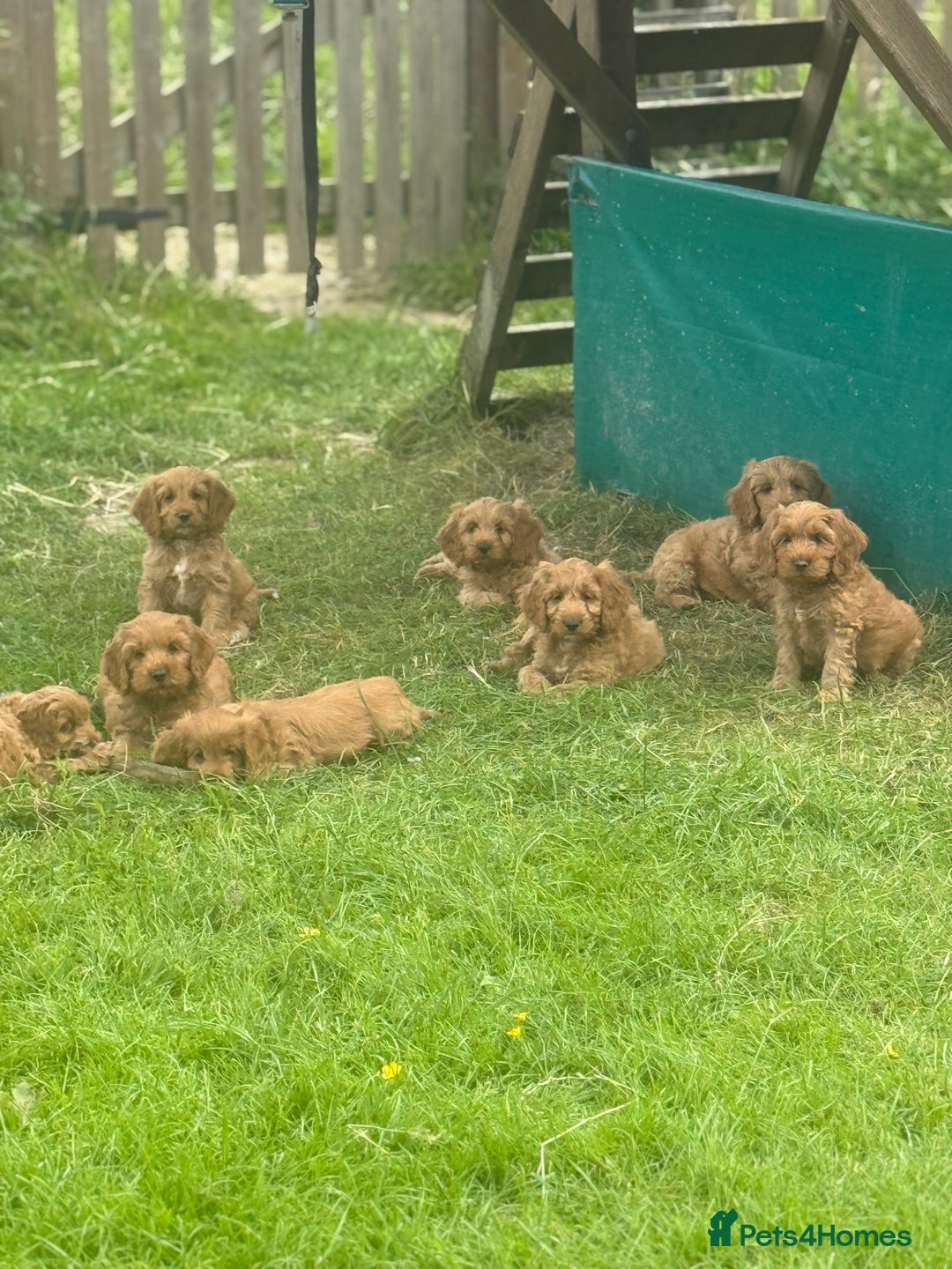 Cockapoo dogs for sale: Ready To Leave F1 Show miniature Cockapoos  - Image 39