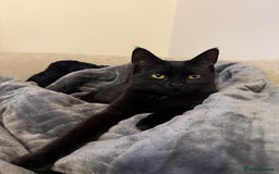 Mixed Breed cats for sale: 2 Spayed Female Cats, Free to a Loving Home  - Image 4