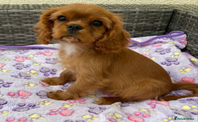 Cavalier King Charles Spaniel dogs - Advert 1
