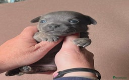Jack Russell dogs for sale: Blue & Black Brindle Jack Russells - Image 2