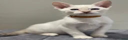 Siamese cats for sale: GCCF Registered Traditional Siamese Kittens.  - Advert 9