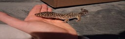 Leopard Gecko reptiles for sale: £20 Leopard geckos - Advert 2