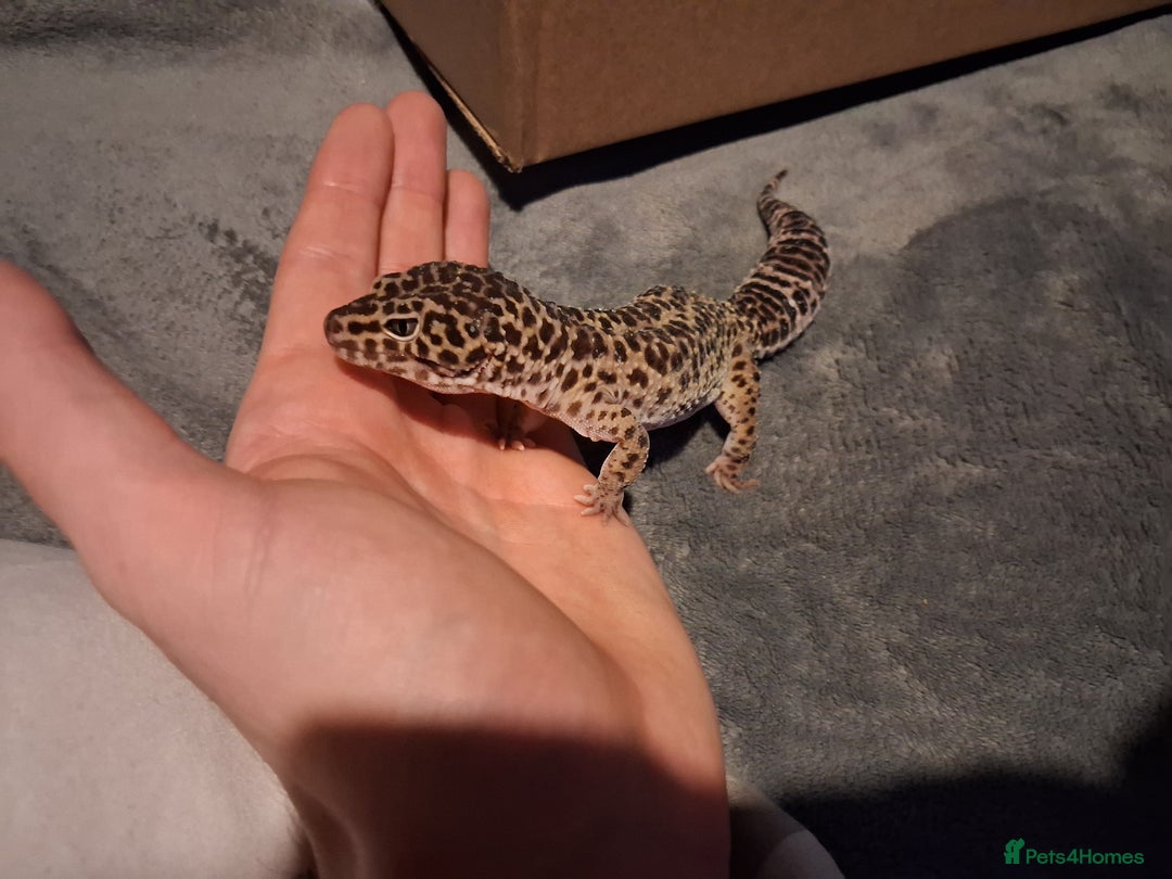 Leopard Gecko reptiles for sale: £20 Leopard geckos - Advert 2