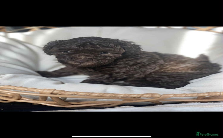 Toy Poodle dogs - Advert 5