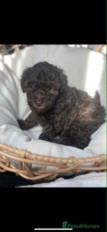 Toy Poodle dogs - Advert 5