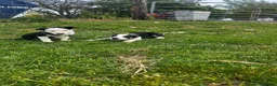 Border Collie dogs for sale: Border collie pups for sale  - Advert 2