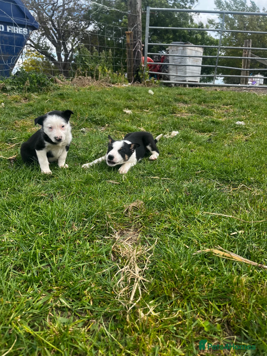 Border Collie dogs for sale: Border collie pups for sale  - Advert 2