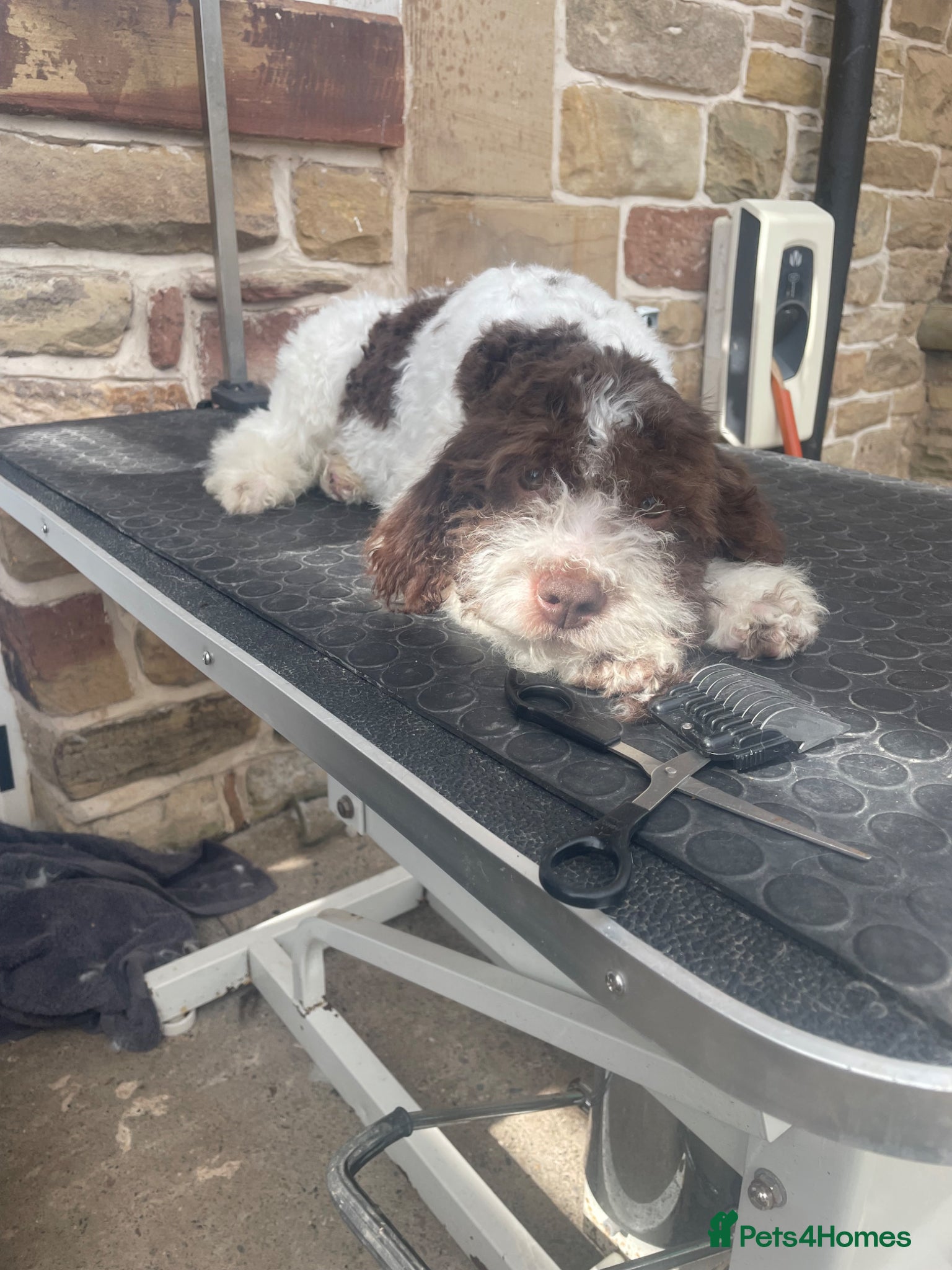 Lagotto Romagnolo dogs Handsome boy  - Advert 4