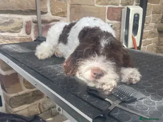 Lagotto Romagnolo dogs Handsome boy - Advert 4