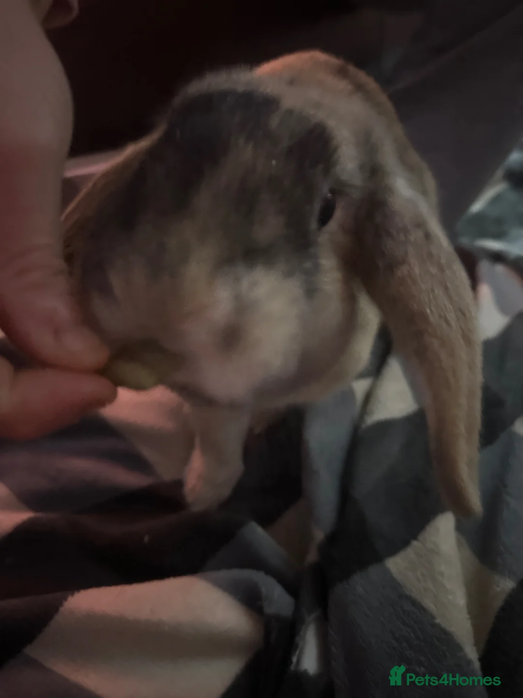 Mini Lop rabbits for sale: Tiny🐰 in Glasgow - Advert 4