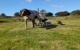 German Shorthaired Pointer dogs for sale: 7 Beautiful KC GSP Puppies - Image 9