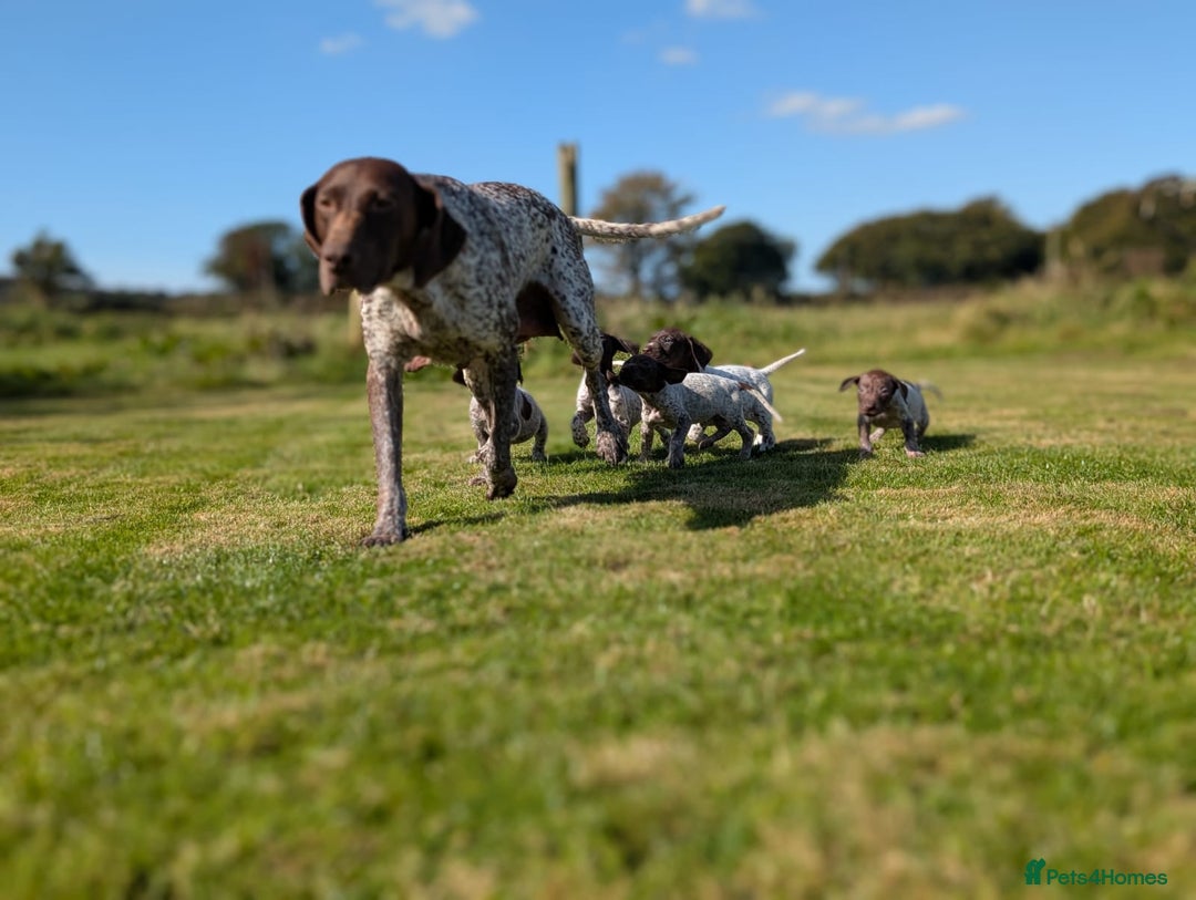 German Shorthaired Pointer dogs for sale: 7 Beautiful KC GSP Puppies - Image 9