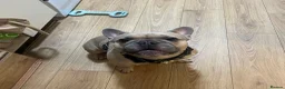 French Bulldog dogs for stud: Beautiful French bulldog  in Leicester - Advert 14