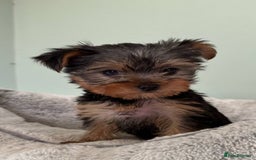 Yorkshire Terrier dogs for sale: Tiny beautiful Yorkshire Terrier - Image 9