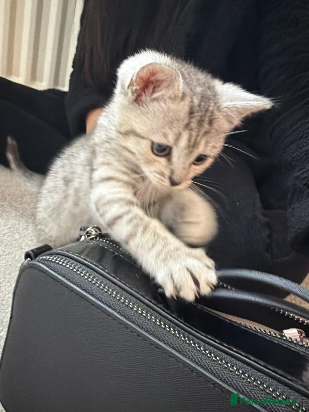 British Shorthair cats for sale: Silver British shorthair kitten - Advert 2