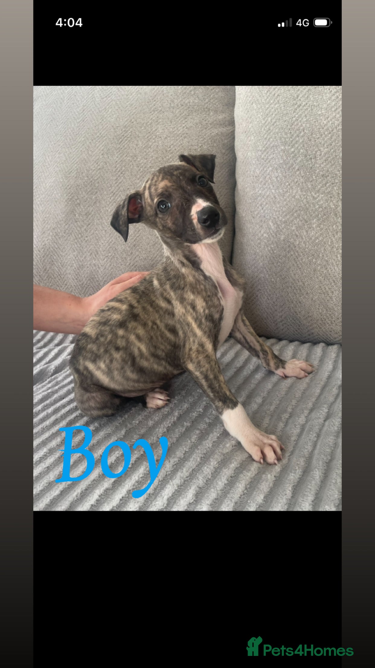 Whippet dogs Whippet pups for sale - Advert 8