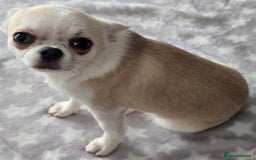 Chihuahua dogs for sale: KC CREAM & WHITE BOY - Image 9