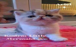 Persian cats for sale: Gccf Persian Exotic Little Girl  - Advert 3