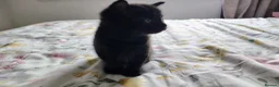 Mixed Breed cats for sale: Beautiful Domestic Shorthair Kittens Ready Soon - Advert 8