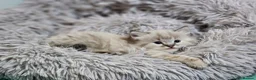 Ragdoll cats for sale: Stunning, Clever & Vocal Male Ragdoll Lynx Kitten - Advert 13